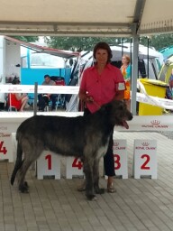 CAC, CACIB, BOB in Arad Romania